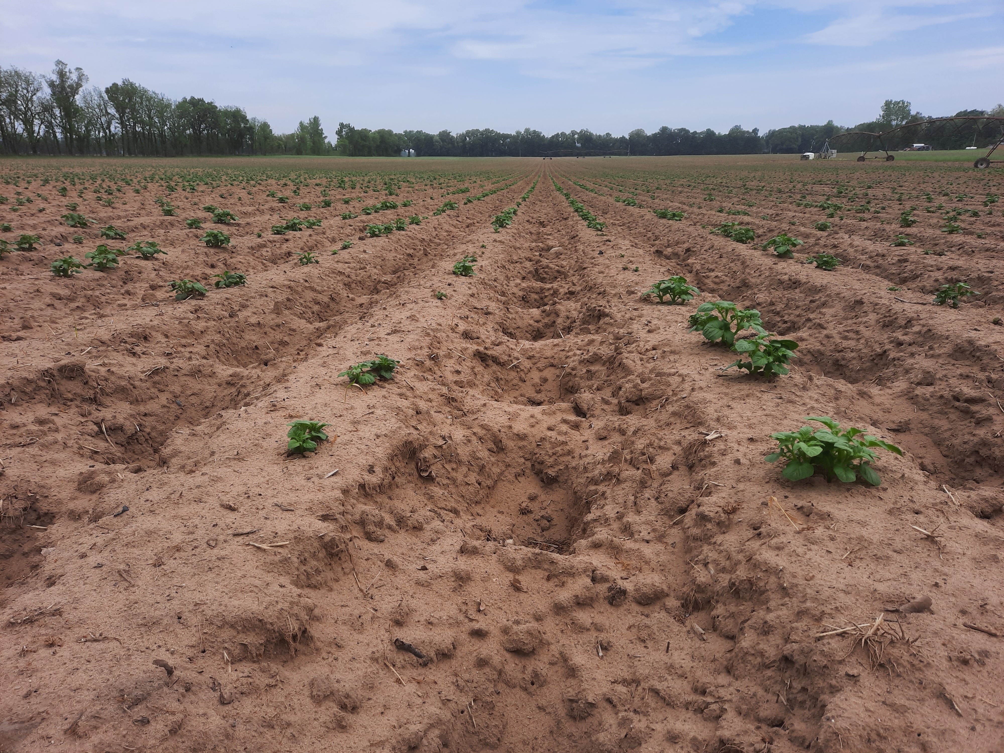 potatoes in field